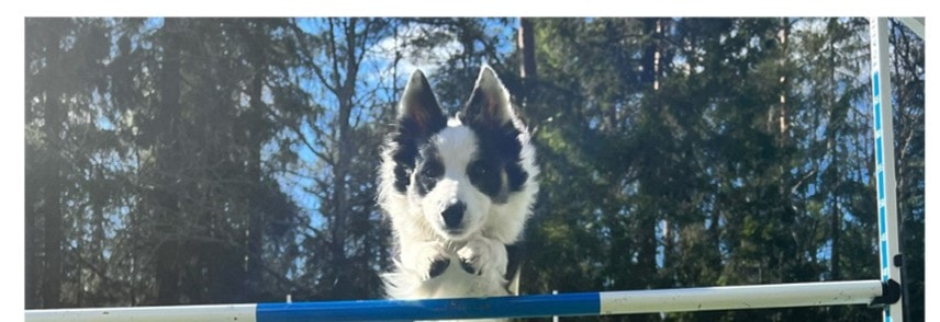 Velkommen til Åpningsstevne i ny hundehall i Drøbak Drøbak hundeklubb!